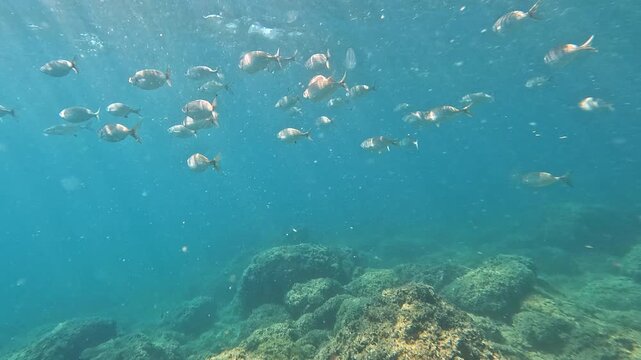A school of silver fish glides gracefully through clear blue water above a rocky reef. Sunlight filters down, illuminating the seabed and creating a calm, natural underwater scene.