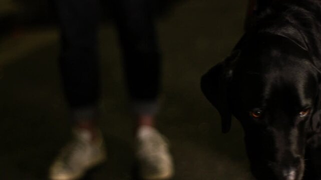 A guide dog stands in a dimly lit urban street at night, head lowered with a subdued expression. Emotional moment highlighting service animals, loyalty and companionship. Close-up.