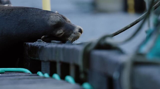 A California sea lion sleeps with it's head on the edge of a dock in British Columbia, Canada.