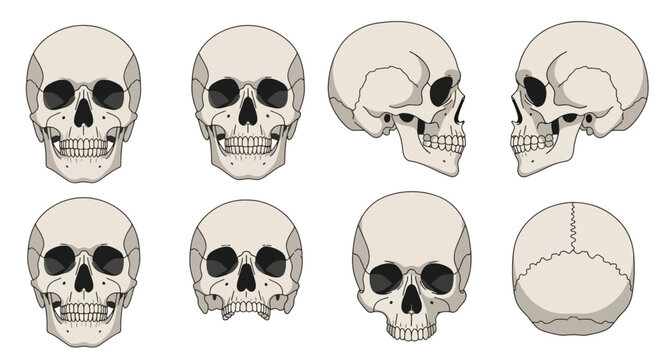 Collection of human skulls in various orientations and views
