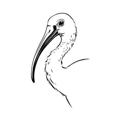 Logotipo con dibujo con líneas de la cabeza de un ibis de perfil © teracreonte