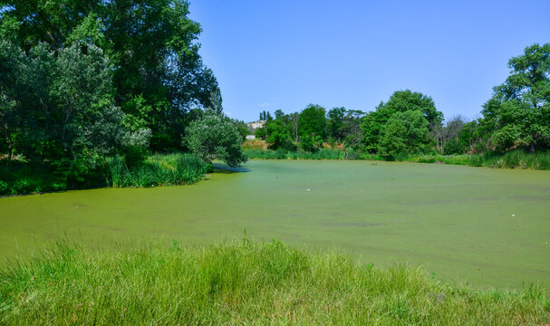 Eutrophication of freshwater bodies: the surface of a pond densely covered with small green floating plants known as duckweed (Lemna) and watermeal (Wolffia)