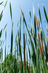 Obraz premium Narrowleaf cattail Typha angustifolia against a blue sky on the pond shore