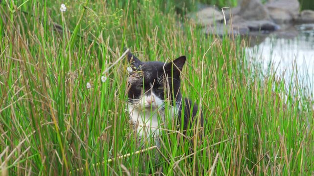 Homeless cat on the river bank. Hungry cat hunting for fish. City survival concept. Selective focus. Hard life theme.