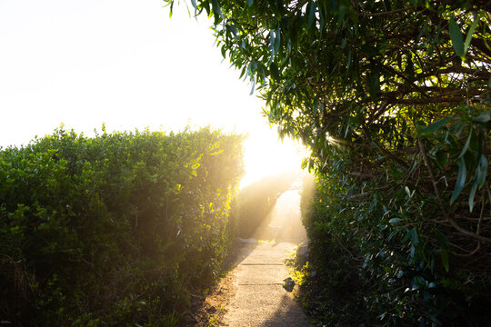Afternoon sunlight through trees overhanging nature walk