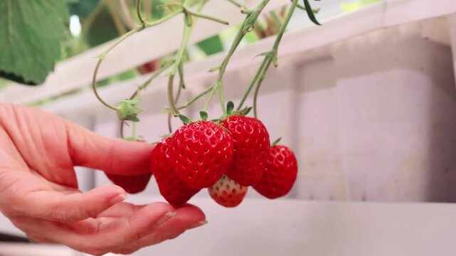 Footage of Organic Strawberries Ripening and Hand-Harvested in Glasshouse, Symbol of Care, Renewal and Sustainable Devotion