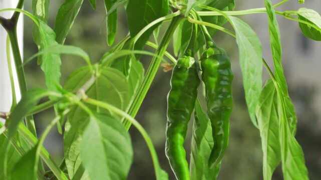 Chili pepper on the balcony. Green pepper at home. Mini greens at home.
