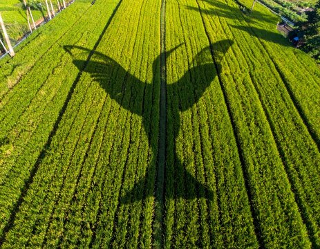 Detailed aerial shot showing a giant eagle shadow soaring over a vibrant green rice field landscape for an environmental and nature protection concept