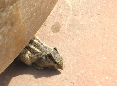 Agra Fort, Agra, Agra, India, 20.02.2020. Striped palm squirrel hiding under stone