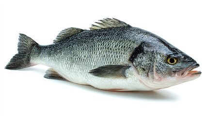 Obraz premium salmon fish isolated on white background