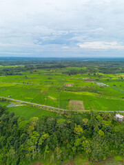 Obraz premium Beautiful morning view in Indonesia, panoramic landscape of rice fields with mountain ranges and clear sky