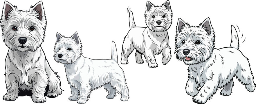 West Highland White Terrier dog standing sitting walking pose set