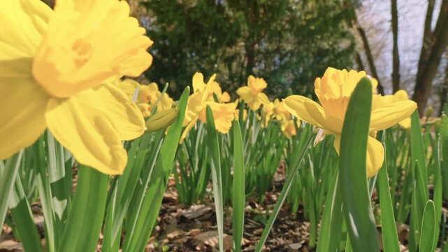 Smooth forward camera movement through blooming yellow daffodils in bright daylight sun. Fresh green leaves and warm natural light create a vibrant early spring scene with soft cinematic motion.