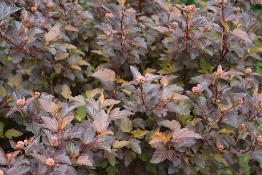 Common ninebark (Physocarpus opulifolius) shrub