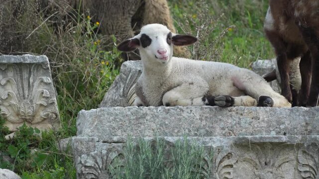 Young lamb rest on ornately carved ancient stone blocks as a flock grazes the hillside ruins of Letoon Sacred Area, historic Lycian ruins near city of Xanthos, Mugla, Turkey
