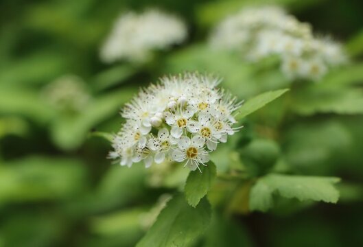 Common ninebark (Physocarpus opulifolius) inflorescence