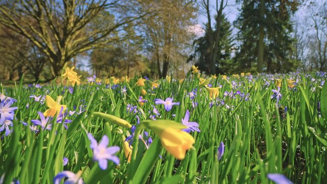 Smooth forward camera movement through a blooming meadow of yellow daffodils and blue scilla flowers. Surrounded by forest, bright daylight highlights vibrant spring colors and natural depth.