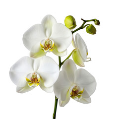 Fototapeta premium Beautiful white orchid flower with green leaves and buds isolated on transparent background