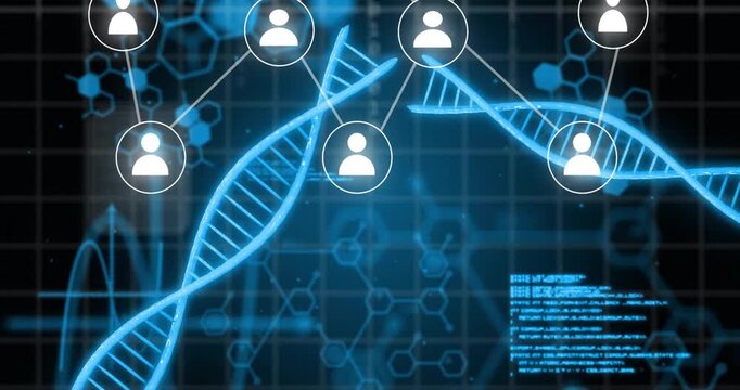 Animation of people icons, connections and data processing over dna stands and binary coding
