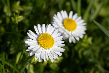 White daisy flowers with yellow centers growing in green grass, captured in bright natural sunlight. © Marc_H