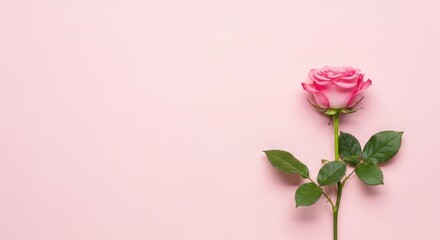 Fototapeta premium Mother's day gift ideas beautiful pink rose for mom on mother's day usa canada
