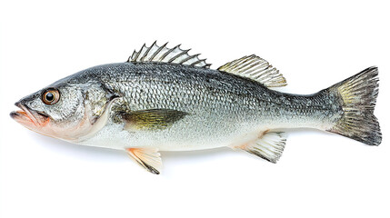 Obraz premium salmon fish isolated on white background