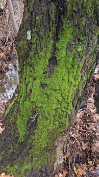 Moss-covered tree trunk beside a shallow forest stream, rich textures highlighting a damp woodland ecosystem