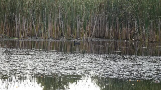 Eurasian coot swimming in distance on lake surrounded by thick reed thickets. Natural lighting, Long shot, Overcast. Vastness and Diversity.