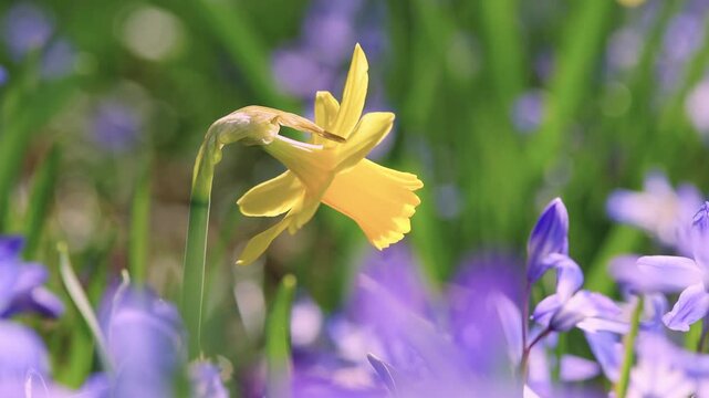 Orbital macro camera movement around a blooming yellow daffodil surrounded by delicate blue scilla flowers. Bright daylight highlights vibrant spring colors with soft bokeh and cinematic depth.