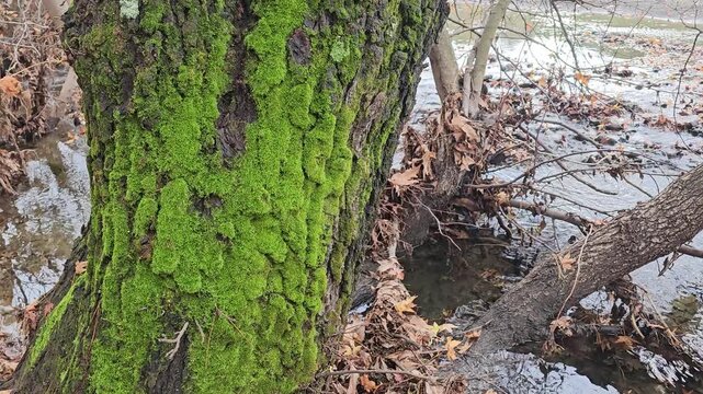 Moss-covered tree trunk beside a shallow forest stream, rich textures highlighting a damp woodland ecosystem