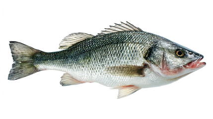 Fototapeta premium salmon fish isolated on white background