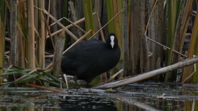 Black bird standing on fallen reed and scratching its head with a large gray foot. Natural lighting, Close-up, Low key. Survival instinct and Hard work.