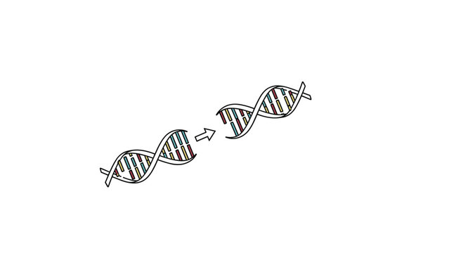 Two dna double helix structures with a connecting arrow representing genetic engineering, biology research, or evolutionary changes.
