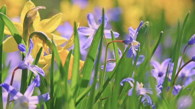 Smooth panning camera movement through a blooming meadow of yellow daffodils and blue scilla flowers. Surrounded by forest, bright daylight highlights vibrant spring colors and natural depth.