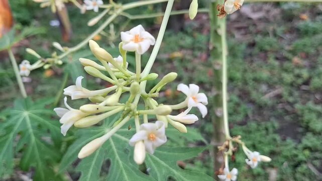 Close up of papaya flowers on the tree. White Carica papaya blossoms with yellow center and buds in the garden. Tropical flora and botanical photography
