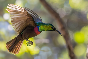 Sunbird in Flight © Daniel