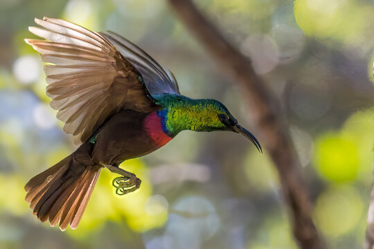 Sunbird in Flight