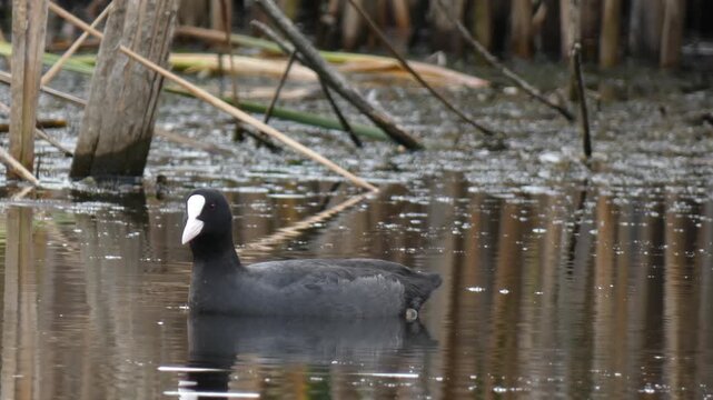 Eurasian coot (Fulica atra) swimming and then suddenly diving under the water surface. Overcast, natural lighting. Medium shot. Vitality and Action.