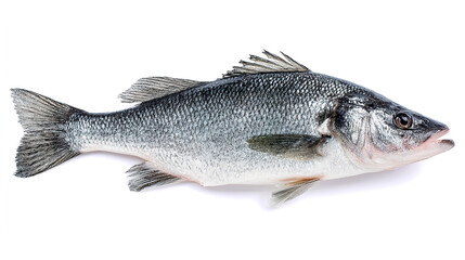 Obraz premium salmon fish isolated on white background