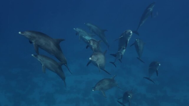Playful bottlenose dolphin pod jumping and interacting near the surface in the Red Sea close to Egypt, swimming in clear blue water with sunlight reflections creating a lively marine wildlife scene