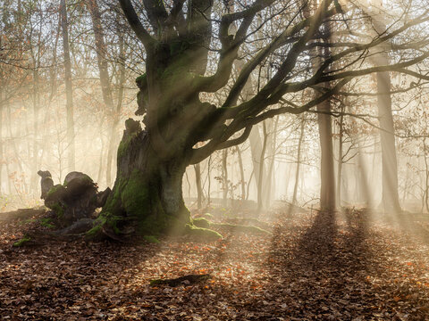 Mighty Gnarly Beech Tree in an Old Growth Forest, Sunbeams shining through morning fog