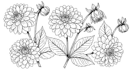 Pink Dahlia Flower and Bud Vector Set with Green Leaves in Vintage Botanical Style © MdAmzad