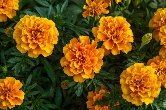 The blooming season for French marigolds and Tagetes patula flowers is in the summer.