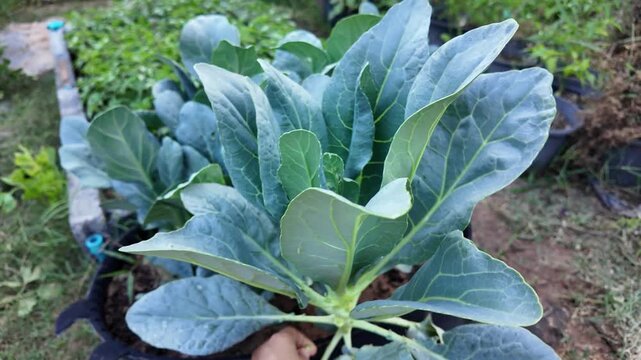 Healthy Growth of Fresh Green Cabbage Leaves and Collard Greens in Garden Showcase of Vibrant Foliage and Thriving Vegetables for Agriculture Enthusiasts