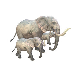 wild elephant Family © Aprvo