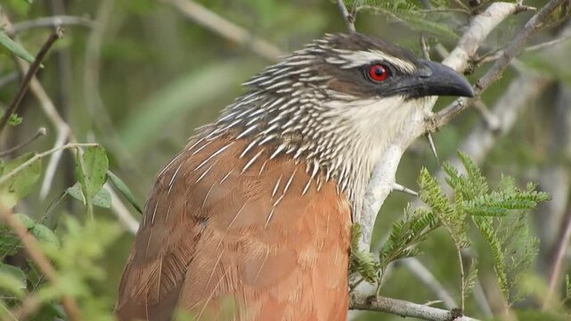 White-browed Coucal bird in natural African habitat. Centropus superciliosus perched among bushes, red-eyed brown cuckoo species in savanna environment. Wildlife in nature.