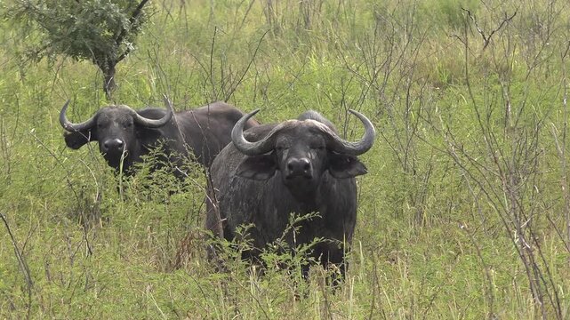 African buffalo herd grazing in the savanna wilderness. Syncerus caffer species in natural African habitat surrounded by bushes and dry grassland. Powerful wildlife in the wild nature.