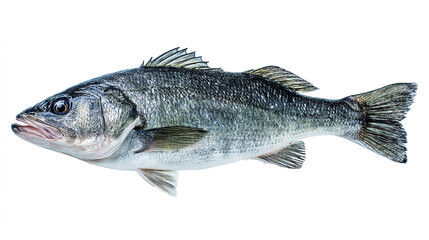 Fototapeta premium salmon fish isolated on white background