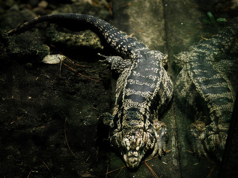 Close-up of an Argentine Black and White Tegu lizard with focus on skin texture and reflection.