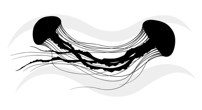 Black Jellyfish Ocean Creatures.